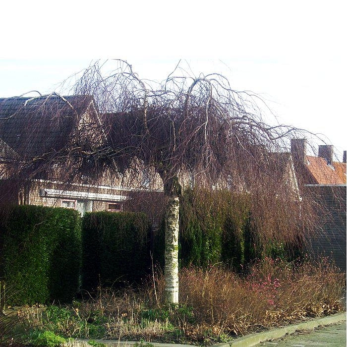 Береза повислая 'Тристис'