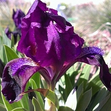 Ирис карликовый (гибридный) 'Пурпл'