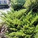 Можжевельник казацкий 'Мас'