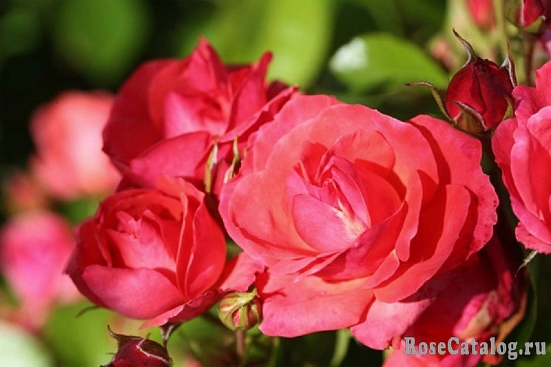 Роза 'Личтблик' (почвопокровная) (лососево-розовая)