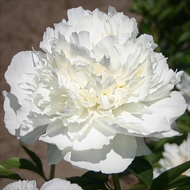 Пион молочноцветковый 'Маршмелоу Пафф' (белый)