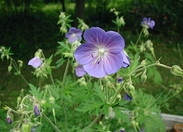 Герань луговая 'Йоркширский Королева'