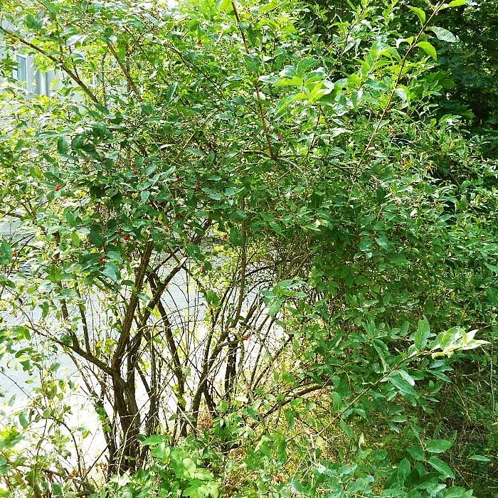 Жимолость татарская