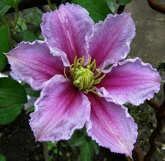 Клематис 'Пиилу' Клематис 'Пиилу'