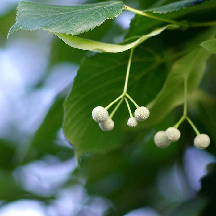 Липа мелколистная (сердцелистная)