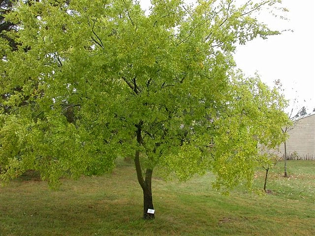 Вяз мелколистный