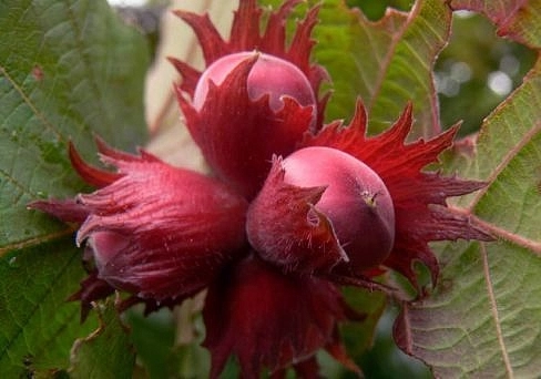 Фундук 'Московский рубин'