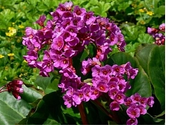 Бадан гибридный 'Абендглут'