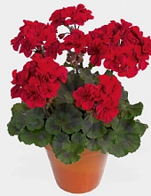 Пеларгония зональная махровая 'Абелина' (темно-красная, темный лист)