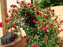 Роза 'Симпатия' (плетистая) (красная)