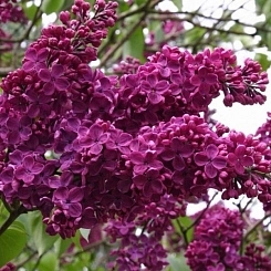 Сирень обыкновенная 'Памяти Людвига Шпета' (фиолетово - розовая)