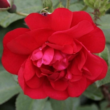 Роза Хансаланд (Hansaland)