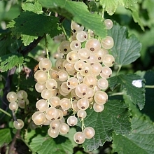 Смородина белая 'Баяна'