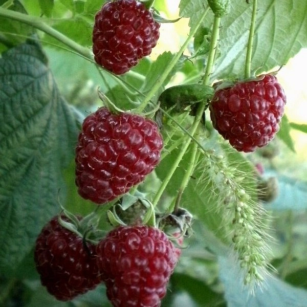 Малина 'Полька'