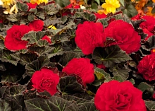 Бегония клубневая 'Нонстоп Мокка Черри' (темно - розовый)