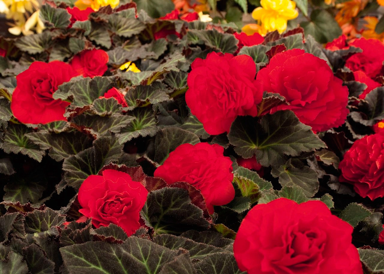 Бегония клубневая 'Нонстоп Мокка Черри' (темно - розовый)