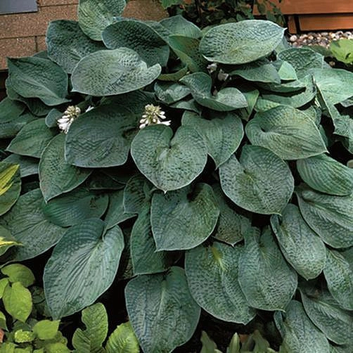 Хоста гибридная (вздутая, волнистая) 'Тру Блю'