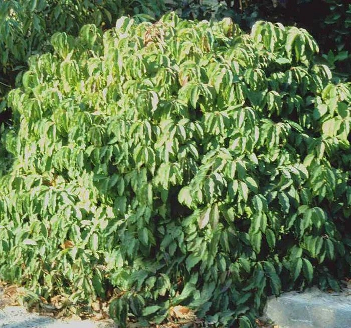 Дерен отпрысковый 'Келси'