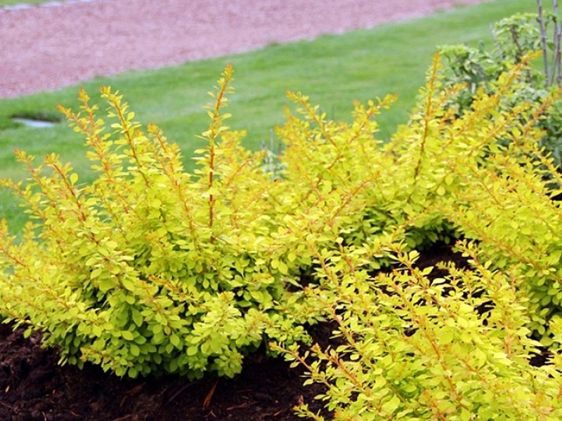 Барбарис Тунберга 'Голден Дрим'