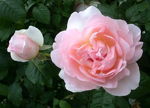 Роза 'Шарифа Асма' (парковая, чайно - гибридная) (розовая)