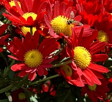 Хризантема красная