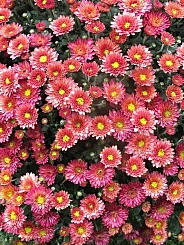 Хризантема корейская 'Хебе'