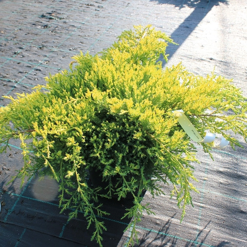 Можжевельник китайский 'Даубс Фростед'