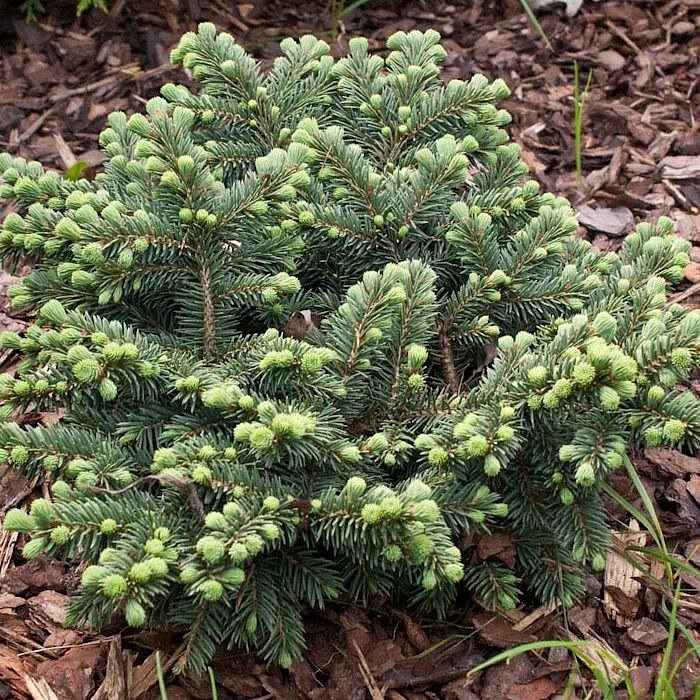 Ель колючая 'Вальдбрунн'