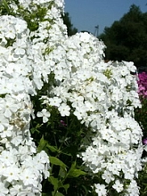 Флокс метельчатый 'Дипломат'