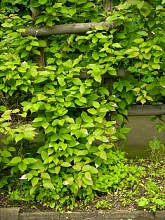 Актинидия Коломикта 'Длиннокистистная'