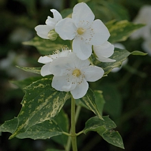 Чубушник 'Инносенс'