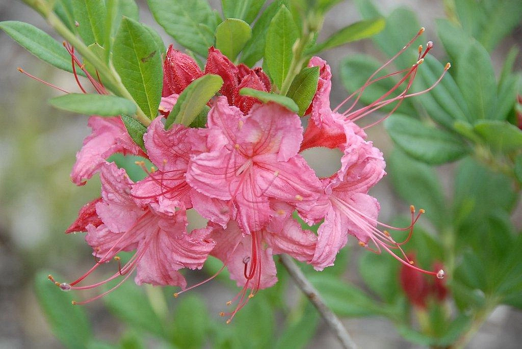 Рододендрон желтый (азалия) 'Вестонс Спарклер' (розово-коралловый)