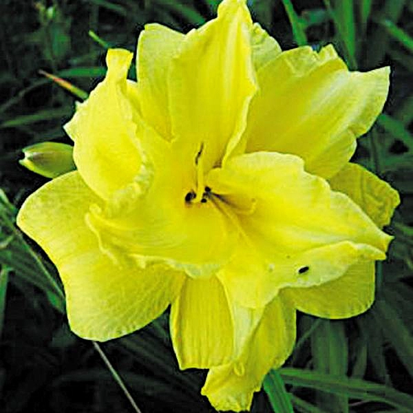 Лилейник гибридный 'Дабл Кьюти'