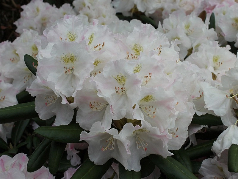 Рододендрон якушиманский 'Коихиро Вада' (розово-белые)