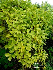 Древогубец