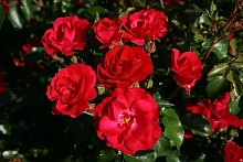 Роза 'Ротилия' (флорибунда) (красная)