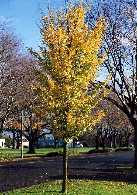 Вяз голандский 'Лобел'