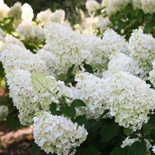 Гортензия метельчатая 'Сильвер  Доллар'