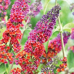 Буддлея Давида 'Флауэр Пауэр'