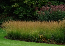 Молиния голубая 'Пол Петерсен'