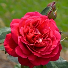 Роза 'Мона Лиза' (флорибунда) (винно - красная)