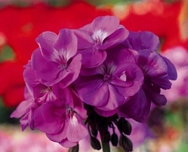 Пеларгония плющелистная 'Блу Вондер' (фиолетовая)