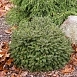 Ель сизая (канадская, белая) 'Эхиниформис'