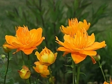 Купальница троллиус 'Золотая королева' (золотисто-оранжевая)