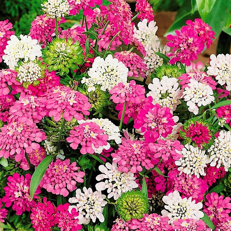 Семена Иберис