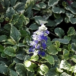 Живучка ползучая 'Вариегата'