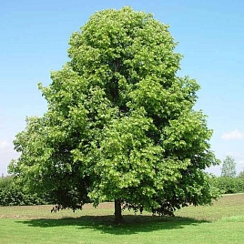 Липа мелколистная (сердцелистная)