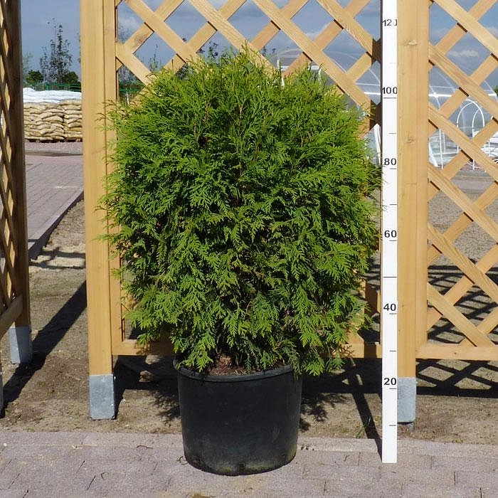 Туя западная 'Глобоза'