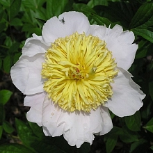 Пион молочноцветковый 'Мун оф Нииппон'