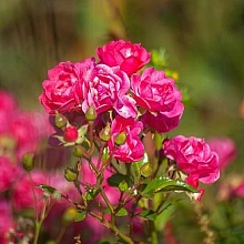 Роза 'Лавли Фейри' (флорибунда, почвопокровная, миниатюрная) (розовая)